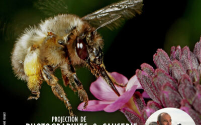 Les abeilles sauvages ont aussi besoin d’amour