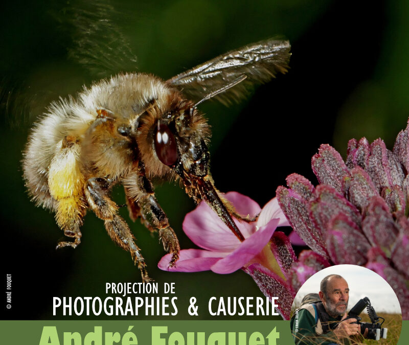 Les abeilles sauvages ont aussi besoin d’amour