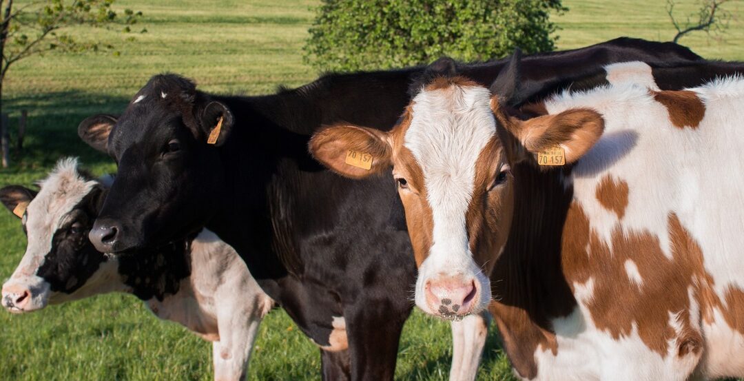 Annulation du comice agricole