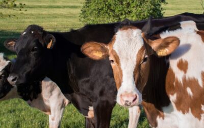 Annulation du comice agricole