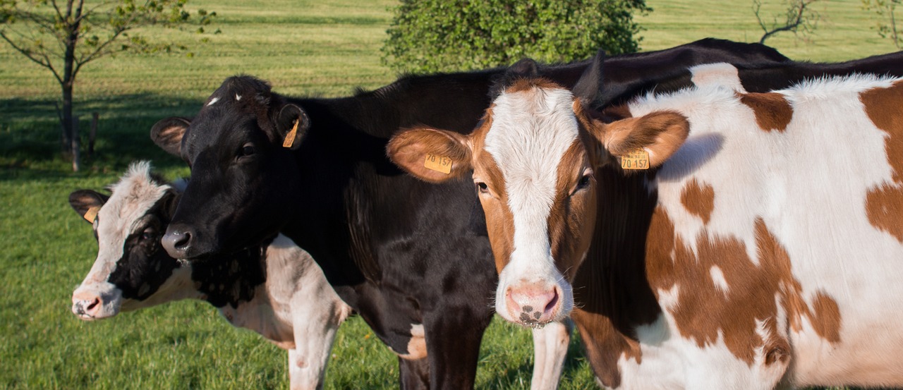cows-1549746-1280