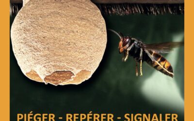 Lutte contre le frelon asiatique