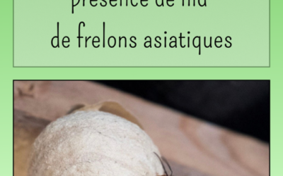 Information : Frelons Asiatiques
