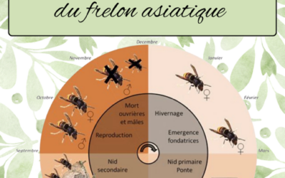 Piégeage du frelon asiatique