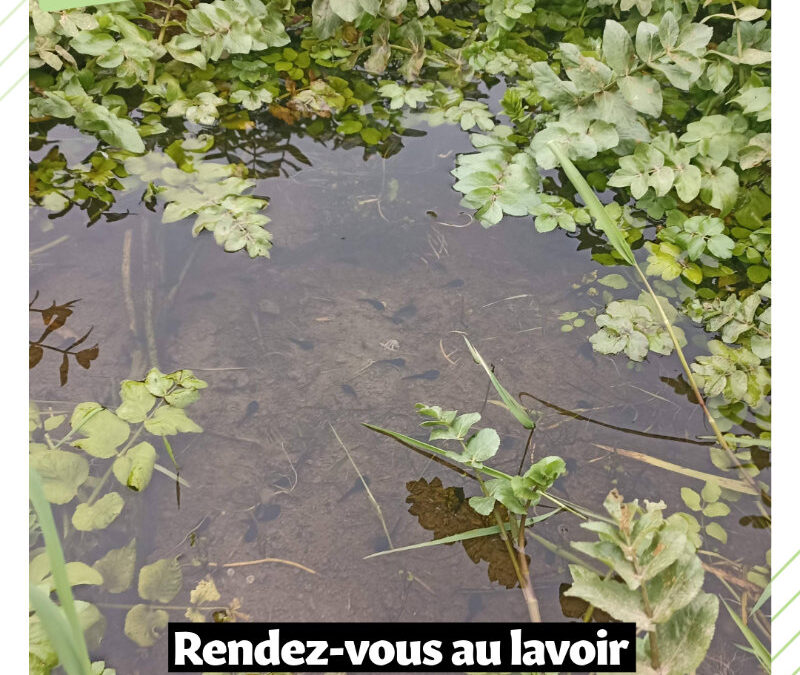 Animations nature